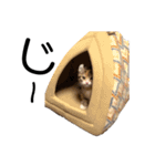 お年頃な猫「ロールちゃん」（個別スタンプ：8）