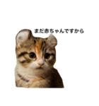 お年頃な猫「ロールちゃん」（個別スタンプ：9）