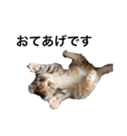 お年頃な猫「ロールちゃん」（個別スタンプ：11）