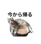 お年頃な猫「ロールちゃん」（個別スタンプ：14）