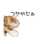 お年頃な猫「ロールちゃん」（個別スタンプ：15）