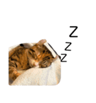 お年頃な猫「ロールちゃん」（個別スタンプ：16）