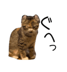 お年頃な猫「ロールちゃん」（個別スタンプ：18）
