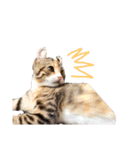 お年頃な猫「ロールちゃん」（個別スタンプ：19）