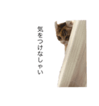 お年頃な猫「ロールちゃん」（個別スタンプ：20）