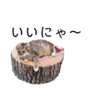 お年頃な猫「ロールちゃん」（個別スタンプ：21）