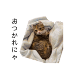 お年頃な猫「ロールちゃん」（個別スタンプ：23）