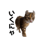 お年頃な猫「ロールちゃん」（個別スタンプ：25）