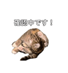 お年頃な猫「ロールちゃん」（個別スタンプ：26）