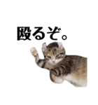 お年頃な猫「ロールちゃん」（個別スタンプ：27）