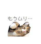 お年頃な猫「ロールちゃん」（個別スタンプ：28）