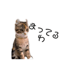 お年頃な猫「ロールちゃん」（個別スタンプ：30）