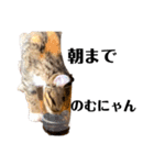 お年頃な猫「ロールちゃん」（個別スタンプ：31）