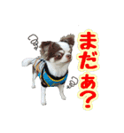 チワワ★だんごpart1（個別スタンプ：6）