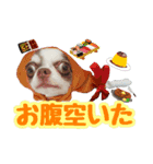 チワワ★だんごpart1（個別スタンプ：9）