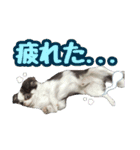 チワワ★だんごpart1（個別スタンプ：10）