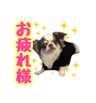 チワワ★だんごpart1（個別スタンプ：11）