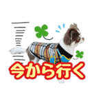 チワワ★だんごpart1（個別スタンプ：12）