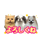 チワワ★だんごpart1（個別スタンプ：14）