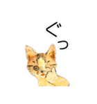 リアル風猫−気持ちを伝える①（個別スタンプ：1）