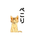 リアル風猫−気持ちを伝える①（個別スタンプ：4）