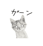 リアル風猫−気持ちを伝える①（個別スタンプ：5）