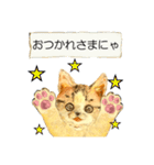 リアル風猫−気持ちを伝える①（個別スタンプ：7）