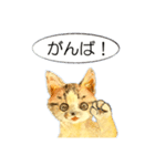 リアル風猫−気持ちを伝える①（個別スタンプ：8）