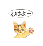 リアル風猫−気持ちを伝える①（個別スタンプ：9）