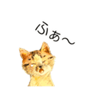 リアル風猫−気持ちを伝える①（個別スタンプ：10）