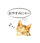 リアル風猫−気持ちを伝える①（個別スタンプ：11）