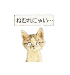 リアル風猫−気持ちを伝える①（個別スタンプ：12）