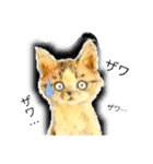 リアル風猫−気持ちを伝える①（個別スタンプ：13）