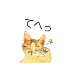 リアル風猫−気持ちを伝える①（個別スタンプ：15）