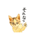 リアル風猫−気持ちを伝える①（個別スタンプ：17）