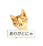 リアル風猫−気持ちを伝える①（個別スタンプ：18）