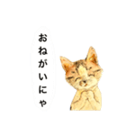 リアル風猫−気持ちを伝える①（個別スタンプ：21）