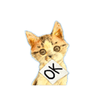 リアル風猫−気持ちを伝える①（個別スタンプ：23）