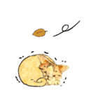 リアル風猫−気持ちを伝える①（個別スタンプ：25）