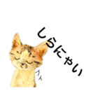 リアル風猫−気持ちを伝える①（個別スタンプ：27）