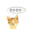 リアル風猫−気持ちを伝える①（個別スタンプ：30）