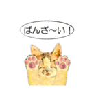 リアル風猫−気持ちを伝える①（個別スタンプ：31）