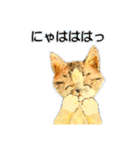 リアル風猫−気持ちを伝える①（個別スタンプ：33）