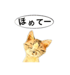 リアル風猫−気持ちを伝える①（個別スタンプ：34）