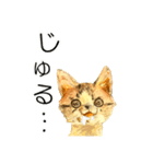 リアル風猫−気持ちを伝える①（個別スタンプ：35）