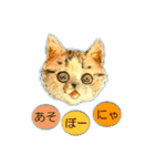 リアル風猫−気持ちを伝える①（個別スタンプ：40）
