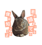 うさぎの福（個別スタンプ：1）