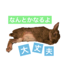 うさぎの福（個別スタンプ：4）