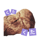 うさぎの福（個別スタンプ：5）