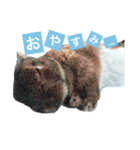 うさぎの福（個別スタンプ：6）